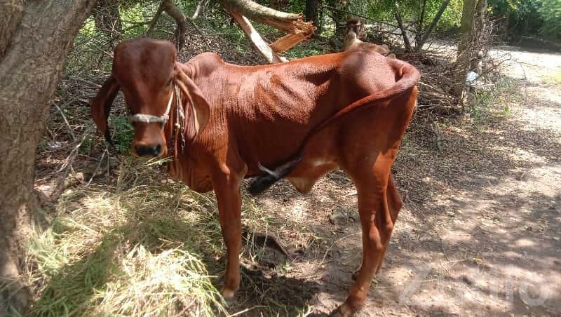 Industrial Land on Lease – Keshod Area Industrial Land on Lease – Keshod Area