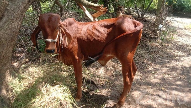 Industrial Land on Lease – Keshod Area - Land & Plots - Keshod - Image 1