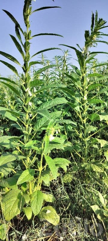 Fertile Agricultural Land in Kotda Sangani