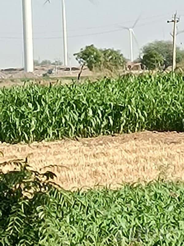 Fertile Green Farmland with Windmills View Fertile Green Farmland with Windmills View