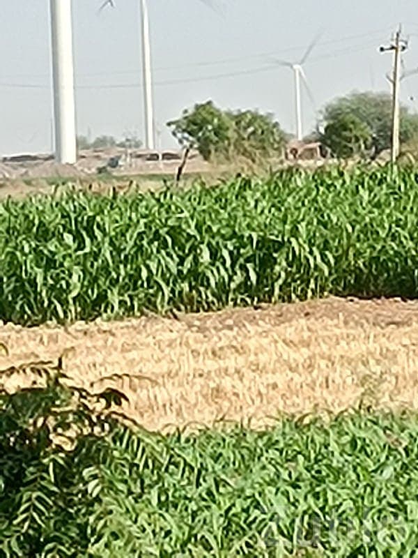 Fertile Green Farmland with Windmills View