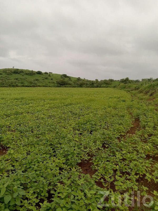 9 Bigha Green Farmland Plot for Sale - Land & Plots - Jamjodhpur - Image 1
