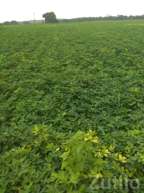 Fertile Irrigated Farmland for Sale Fertile Irrigated Farmland for Sale