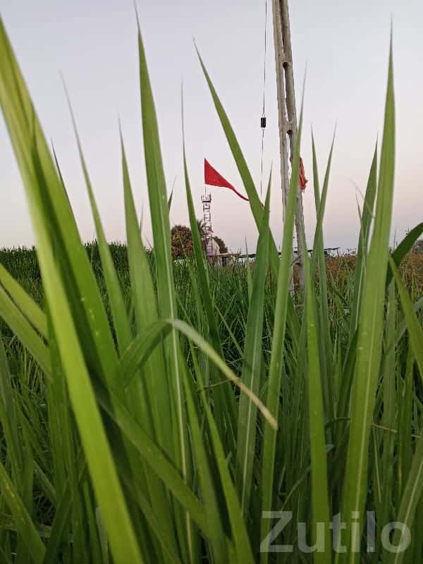 Fertile 12 Vigha Agricultural Land Upleta Fertile 12 Vigha Agricultural Land Upleta