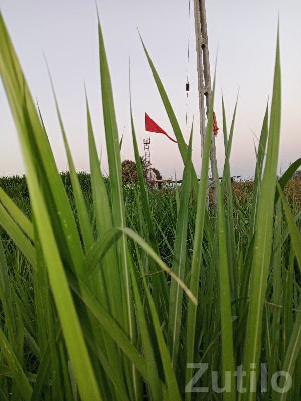 Fertile 12 Vigha Agricultural Land Upleta - Land & Plots - Upleta - Image 1