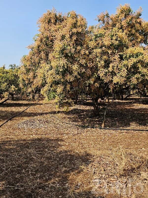 Talala Mango Orchard Farmland Plot Talala Mango Orchard Farmland Plot