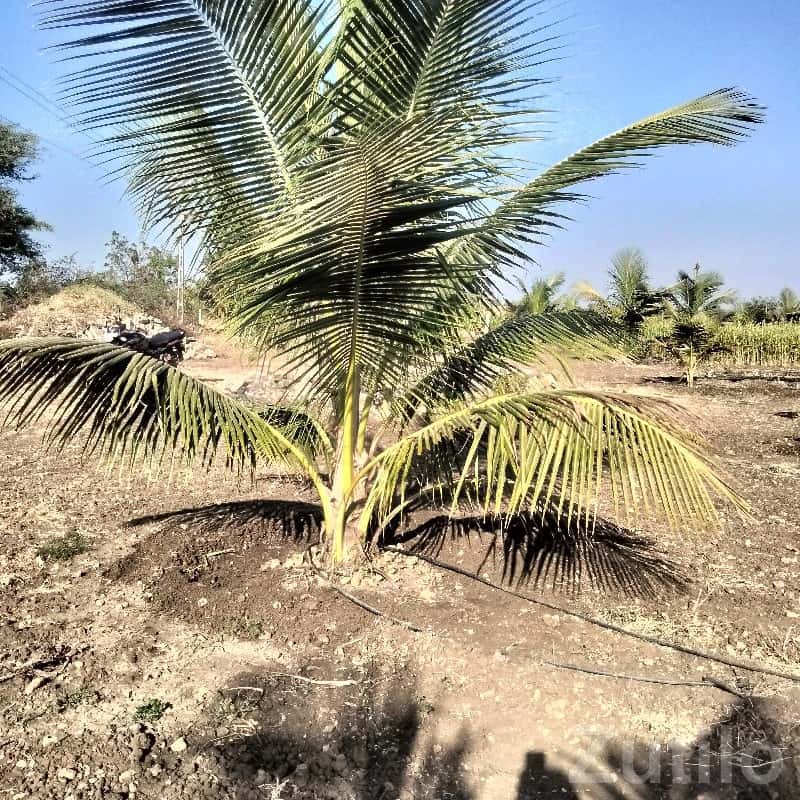 Coconut Orchard Land for Sale, Talala Coconut Orchard Land for Sale, Talala