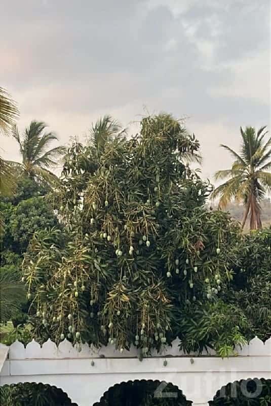 Talala Farm Land with Mango Trees for Sale Talala Farm Land with Mango Trees for Sale