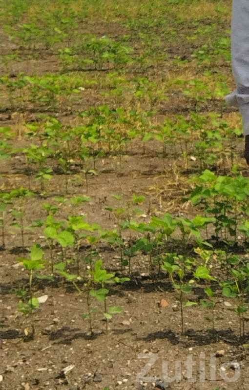 Fertile Agricultural Land Plot for Sale - Land & Plots - Talala - Image 1