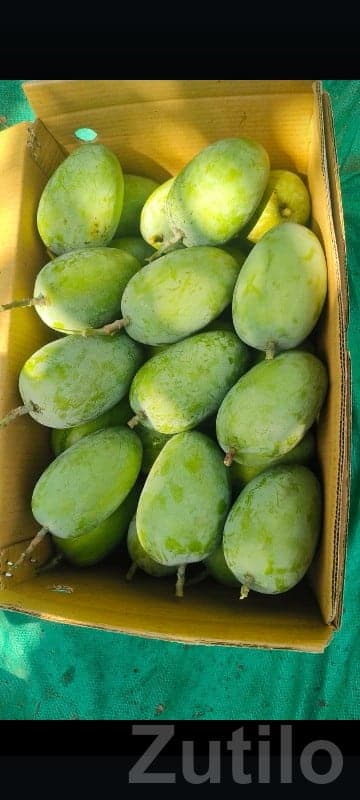 Talala Farm Kesar Mango Orchard Plot