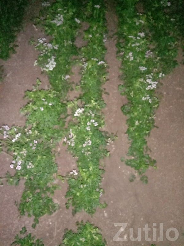 Irrigated Fertile Agricultural Plot