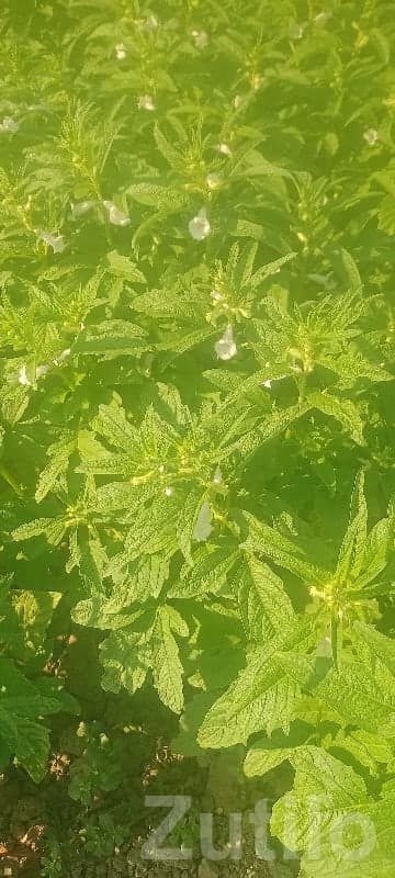 Fertile Green Farmland Plot for Lease