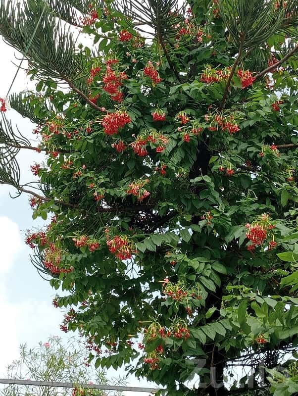 18 Bigha Green Fertile Land, Bhanvad 18 Bigha Green Fertile Land, Bhanvad