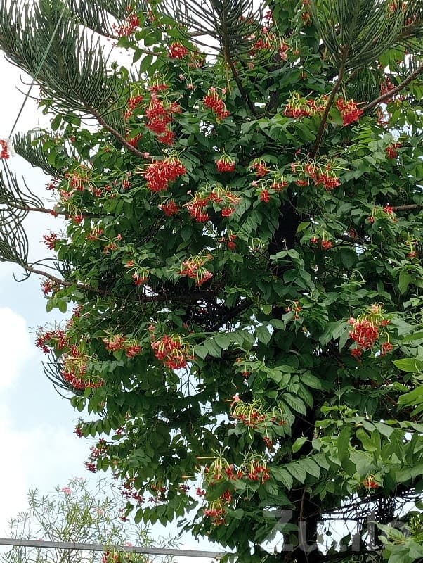 18 Bigha Green Fertile Land, Bhanvad