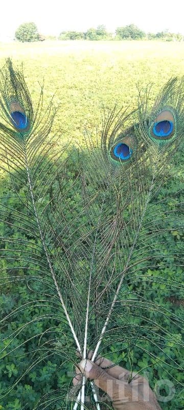 5 Bigha Green Farmland in Keshod - Land & Plots - Keshod - Image 1