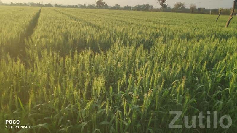 Fertile Agriculture Land for Sale Kodinar Fertile Agriculture Land for Sale Kodinar