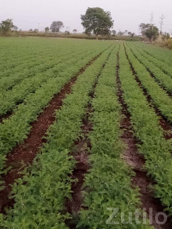 Fertile Agricultural Land in Upleta Fertile Agricultural Land in Upleta