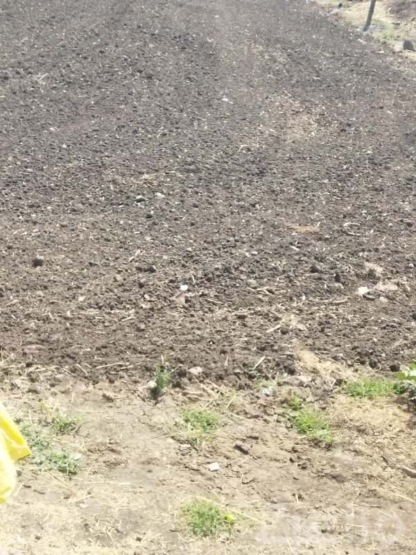 Fertile Agricultural Land on Lease, Keshod Fertile Agricultural Land on Lease, Keshod