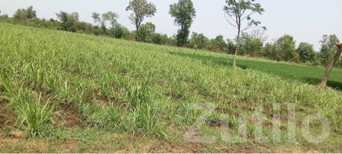 Fertile Agricultural Land in Songadh