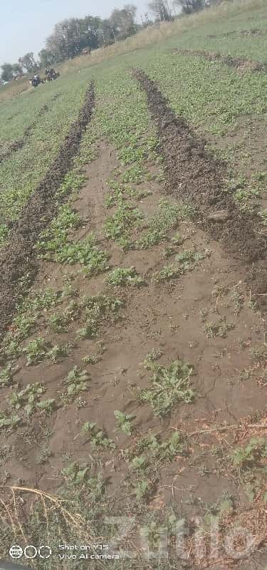 6 Vigha Fertile Agricultural Land Keshod 6 Vigha Fertile Agricultural Land Keshod