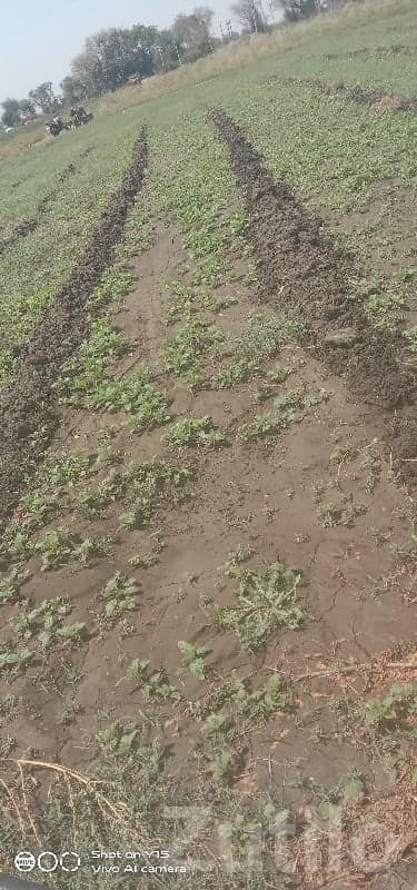 6 Vigha Fertile Agricultural Land Keshod - Land & Plots - Keshod - Image 1