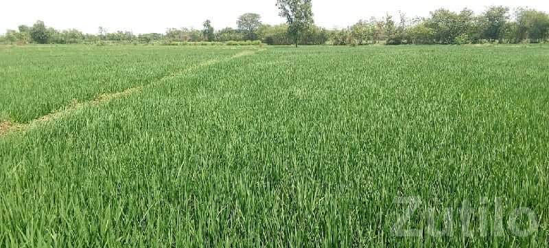Fertile Green Agricultural Land for Sale Fertile Green Agricultural Land for Sale