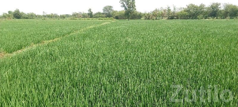 Fertile Green Agricultural Land for Sale
