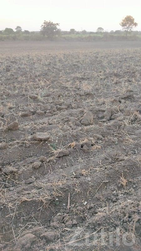 Visavadar Fertile Agricultural Land Plot Visavadar Fertile Agricultural Land Plot