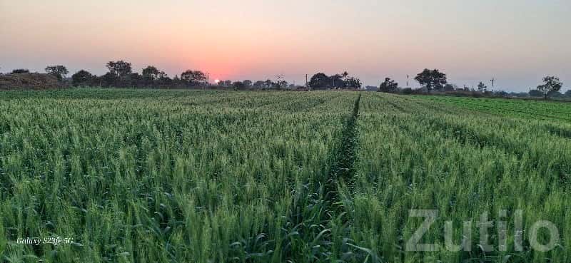 15 Vigha Fertile Agriculture Land Sale 15 Vigha Fertile Agriculture Land Sale