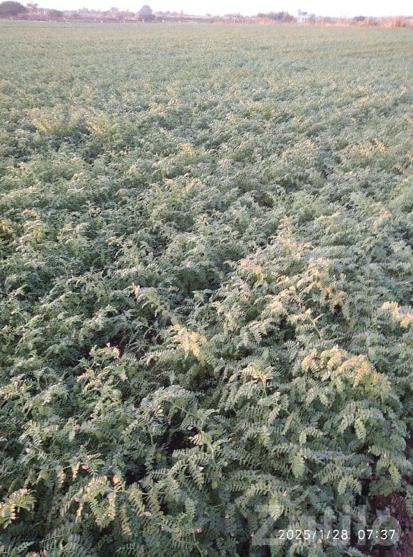 Fertile Agricultural Land for Sale - Land & Plots - Jamjodhpur - Image 1