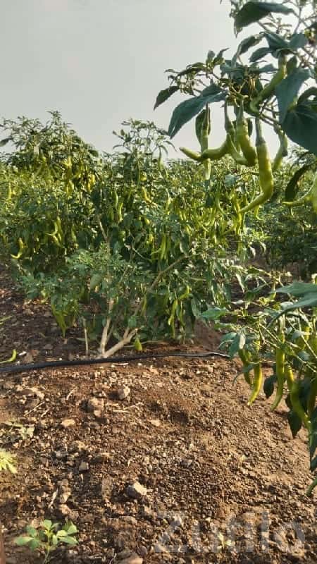 Fertile Agriculture Land with Chili Crop Fertile Agriculture Land with Chili Crop