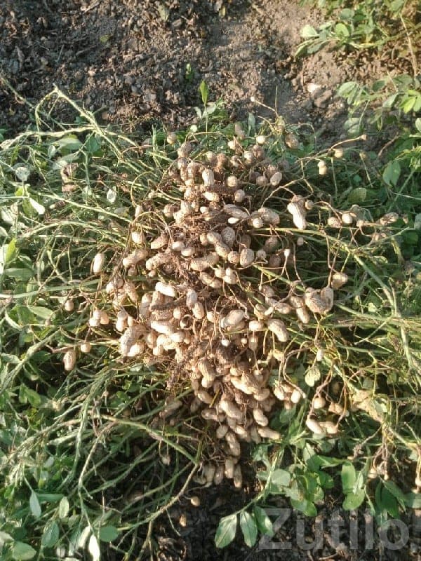 Fertile Agricultural Land with Groundnut Crop - Land & Plots - Jamjodhpur - Image 1