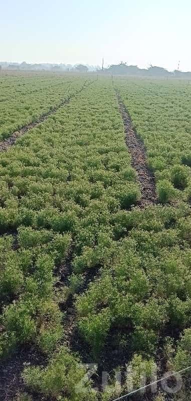 Fertile Agriculture Land in Bhanvad Fertile Agriculture Land in Bhanvad