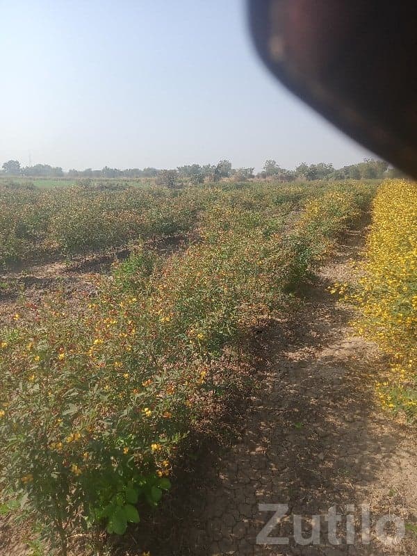 4 Vigha Fertile Agricultural Land Plot