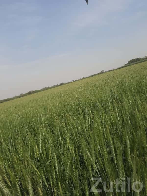 Fertile Agricultural Land in Jamjodhpur Fertile Agricultural Land in Jamjodhpur