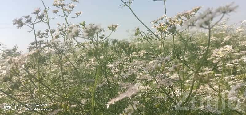 Fertile Agricultural Land in Keshod Fertile Agricultural Land in Keshod