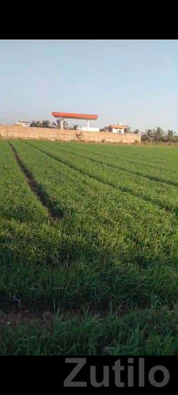 Fertile Agricultural Land in Jamjodhpur Fertile Agricultural Land in Jamjodhpur