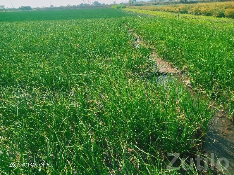 Upleta 10.9 Vigha Fertile Farm Land Upleta 10.9 Vigha Fertile Farm Land