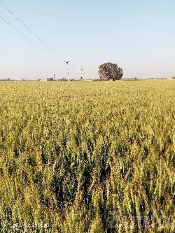 Fertile Agricultural Land in Amar Village Fertile Agricultural Land in Amar Village