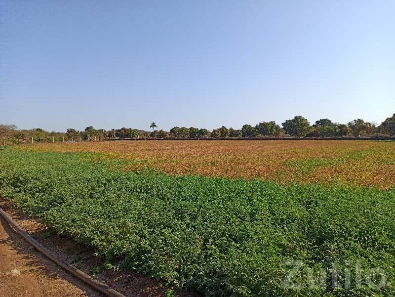 Fertile Agricultural Land in Visavadar Fertile Agricultural Land in Visavadar