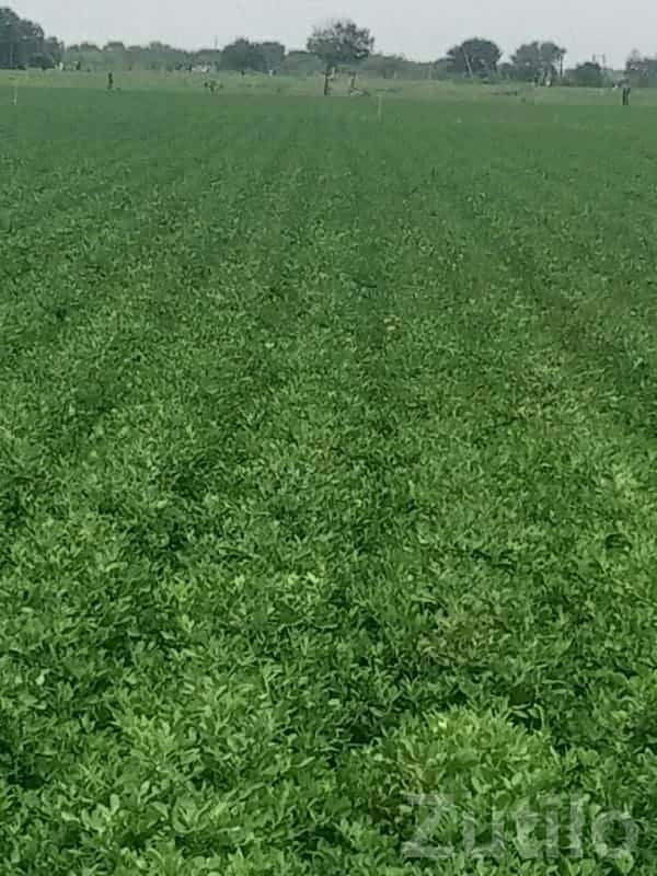 Jamjodhpur Fertile Irrigated Farm Land Jamjodhpur Fertile Irrigated Farm Land