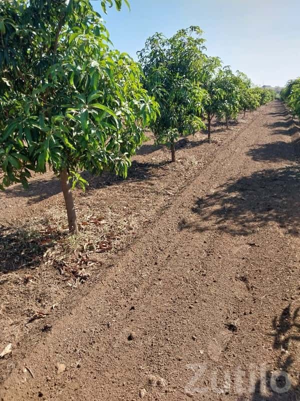 Dharampur Mango Orchard Farmland Plot Dharampur Mango Orchard Farmland Plot