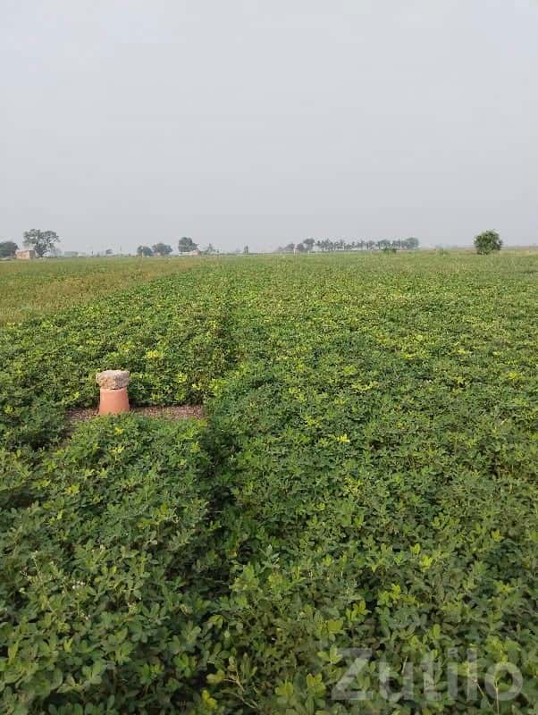 5 Vigha Fertile Agriculture Land Plot 5 Vigha Fertile Agriculture Land Plot