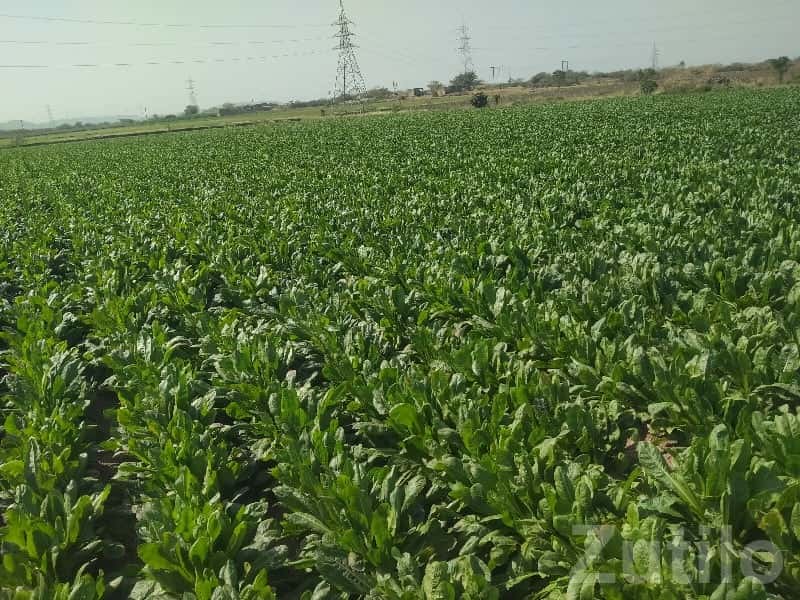 Lalpur Road-Touch Fertile Farm Land Lalpur Road-Touch Fertile Farm Land
