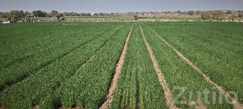 Fertile Agricultural Land for Sale Rajkot Fertile Agricultural Land for Sale Rajkot