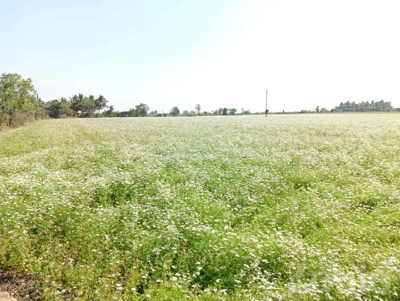 10 Vigha Fertile Flower Farm Land Talala 10 Vigha Fertile Flower Farm Land Talala