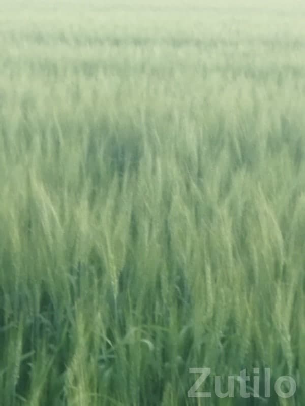 Fertile Green Farmland Plot, Vesvani Side Fertile Green Farmland Plot, Vesvani Side