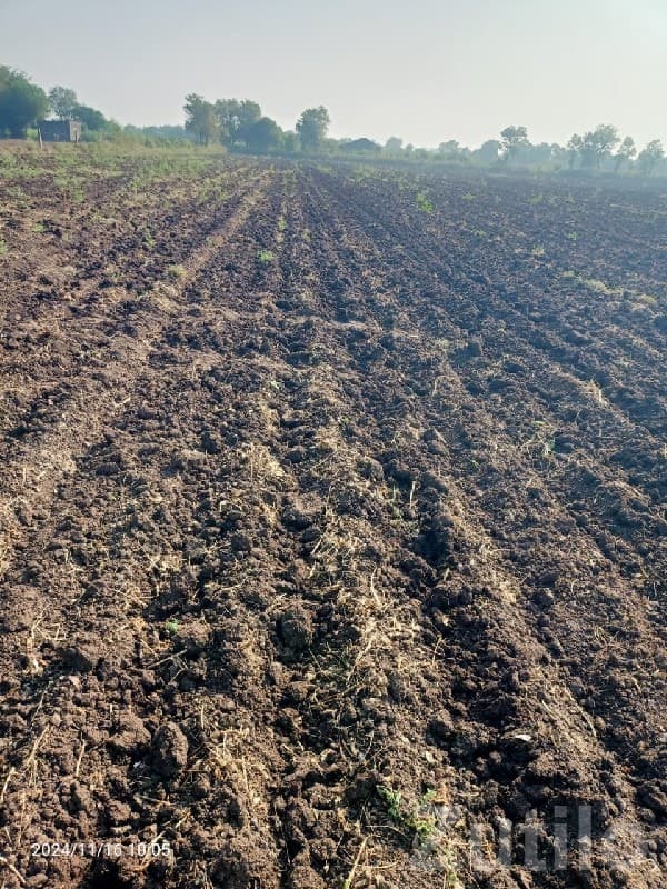 Fertile Agricultural Land for Sale - Land & Plots - Rajkot City - Image 1