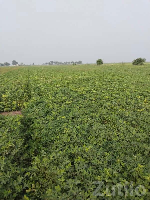 5 Vigha Fertile Green Farmland Plot 5 Vigha Fertile Green Farmland Plot