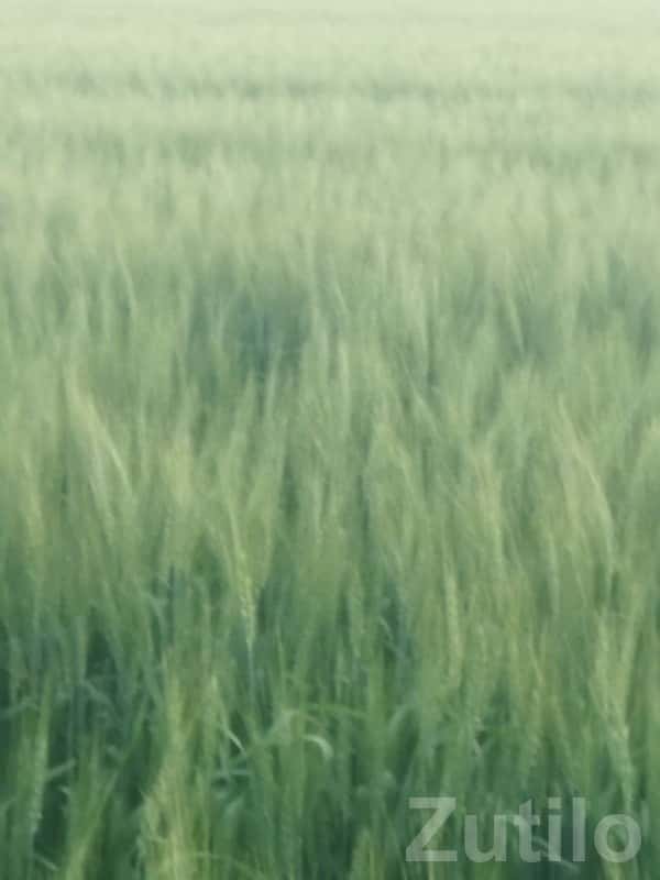 Fertile Green Farmland in Keshod Fertile Green Farmland in Keshod